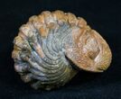 Bumpy, Enrolled Barrandeops (Phacops) Trilobite - Great Color #10597-3